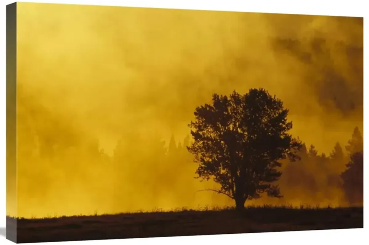 Sunrise through thermal fog and lone tree, near Snake River, Grand Teton National Park, Wyoming-Canvas Art-30x20