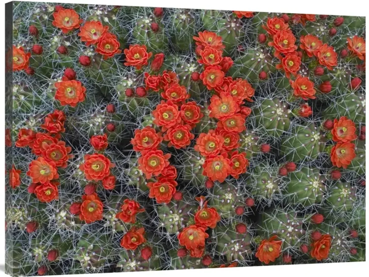 Claret Cup Cactus detail of flowers in bloom, North America-Canvas Art-40x30
