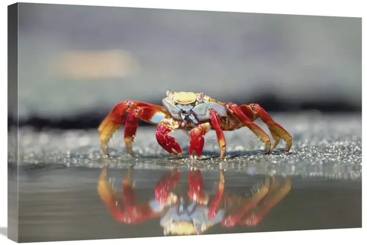 Sally Lightfoot Crab feeding, Punta Espinosa, Galapagos Islands, Ecuador-Canvas Art-30x20
