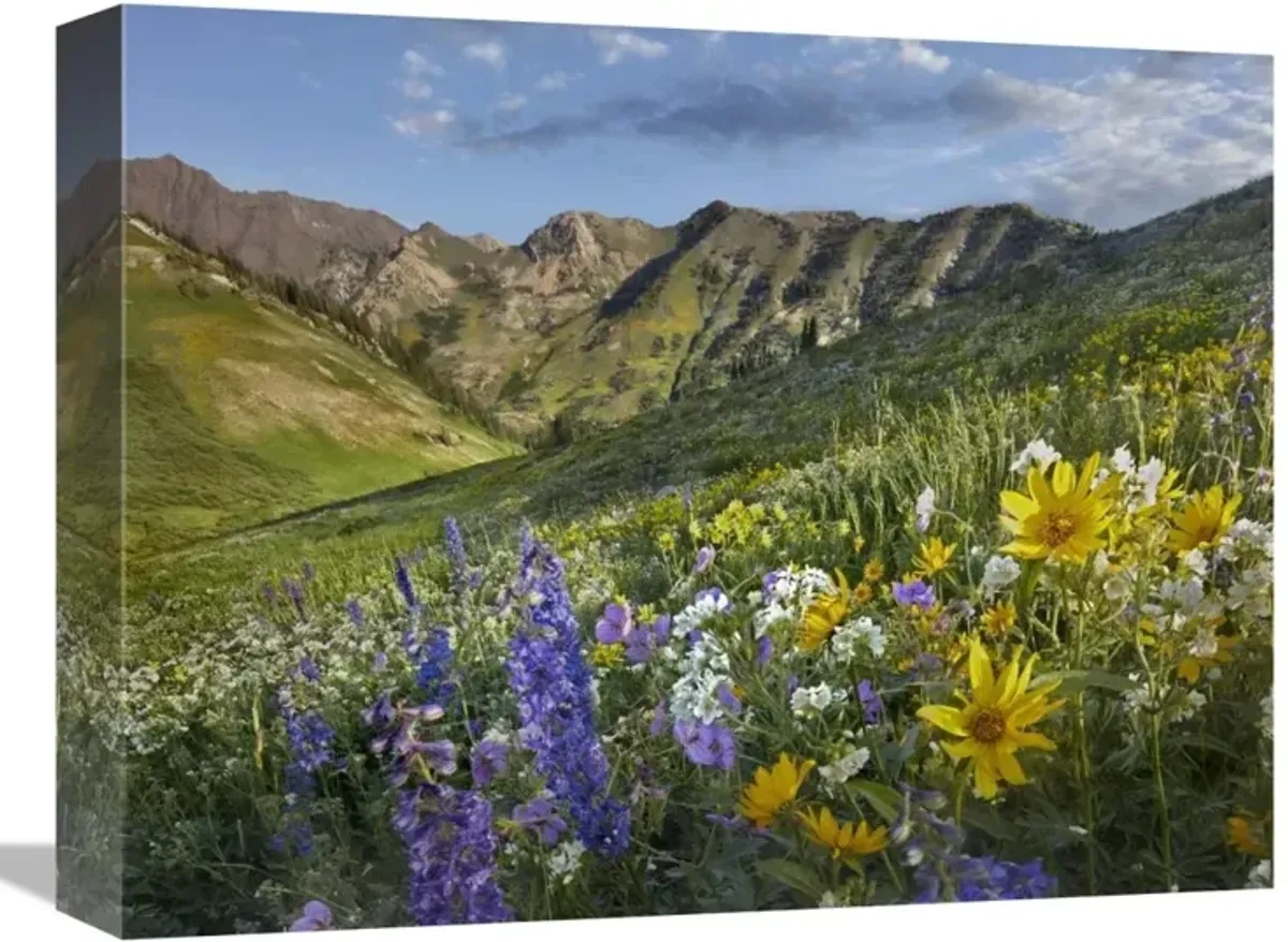 Larkspur and sunflowers, Albion Basin, Wasatch Range, Utah-Canvas Art-16x12