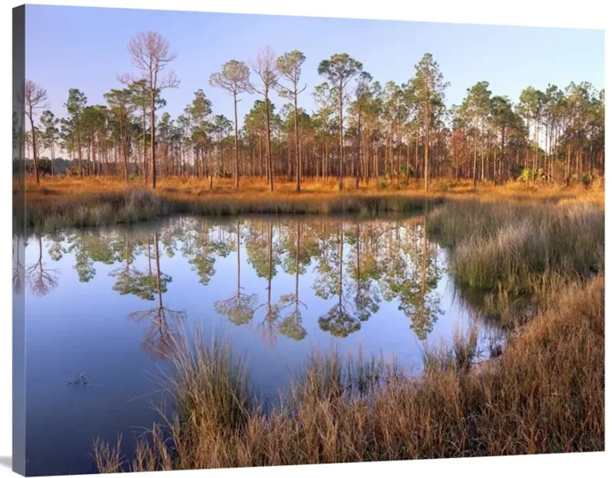 Pines reflected in pond near Piney Point, Hagens Cove, Florida-Canvas Art-40x30