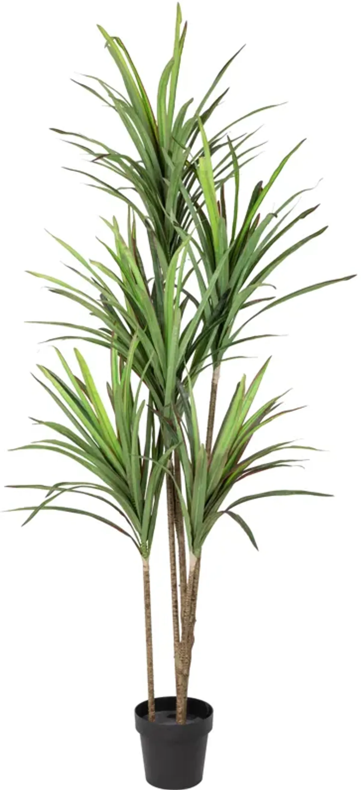 5.5' Green Artificial Dracaena Marginata Plant in Black Pot