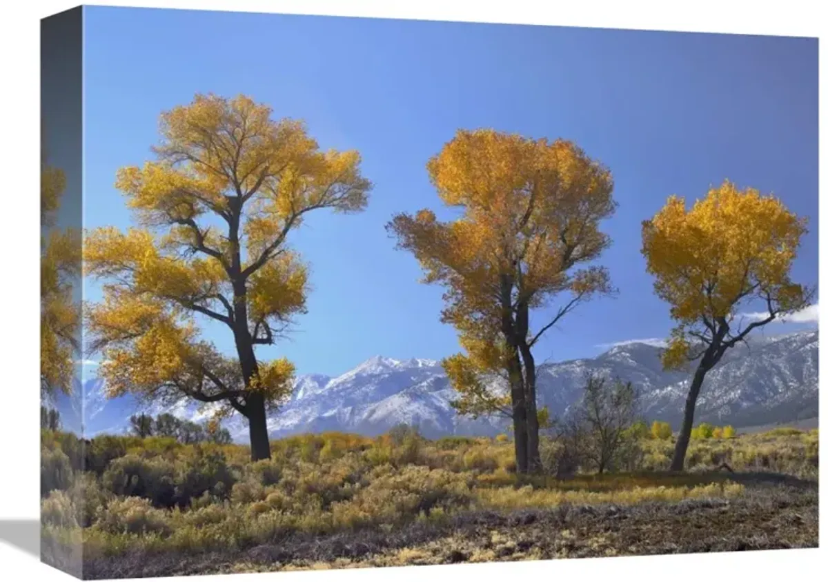 Cottonwood trees, fall foliage, Carson Valley, Nevada-Canvas Art-16x12