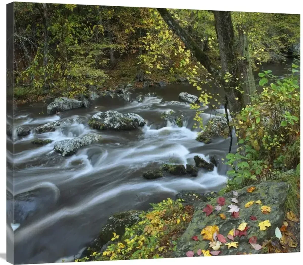 Little River, Great Smoky Mountains National Park, Tennessee-Canvas Art-36x31.68