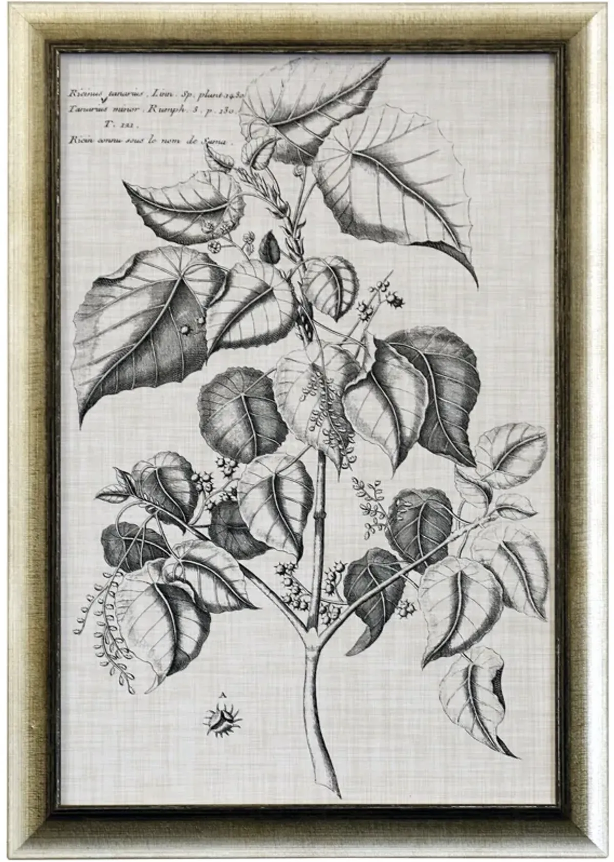 BLACK & OATMEAL BOTANICAL VI