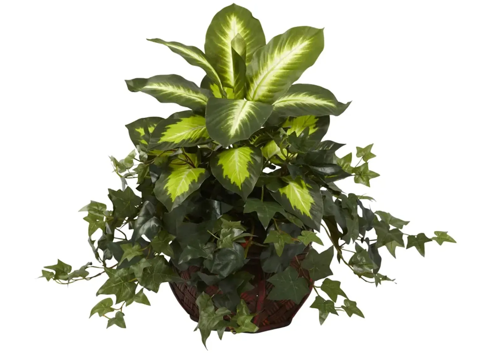 HomPlanti Dieffenbachia & Ivy w/Decorative Planter