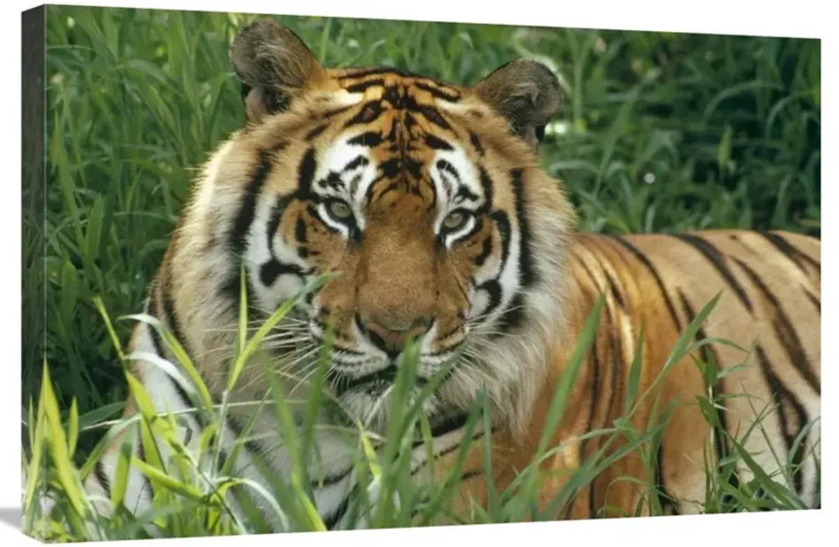 Bengal Tiger portrait at the Hilo Zoo, Hawaii, native to India and southeast Asia-Canvas Art-30x20