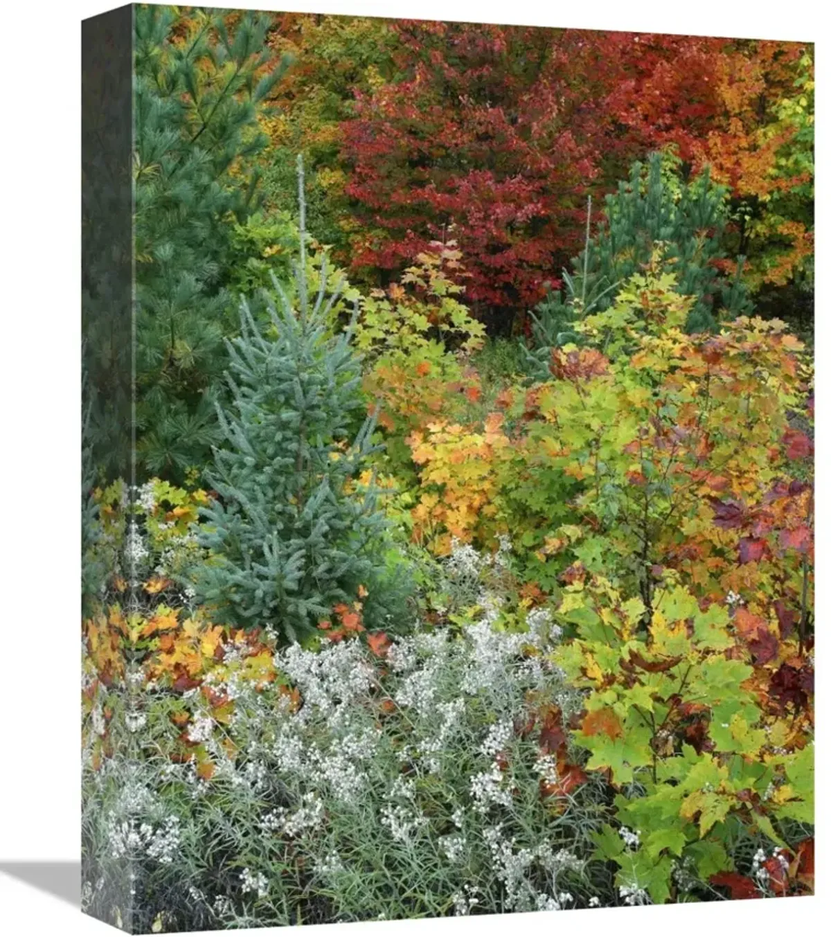 Autumn colors, Killarney Provincial Park, Ontario, Canada-Canvas Art-12x16