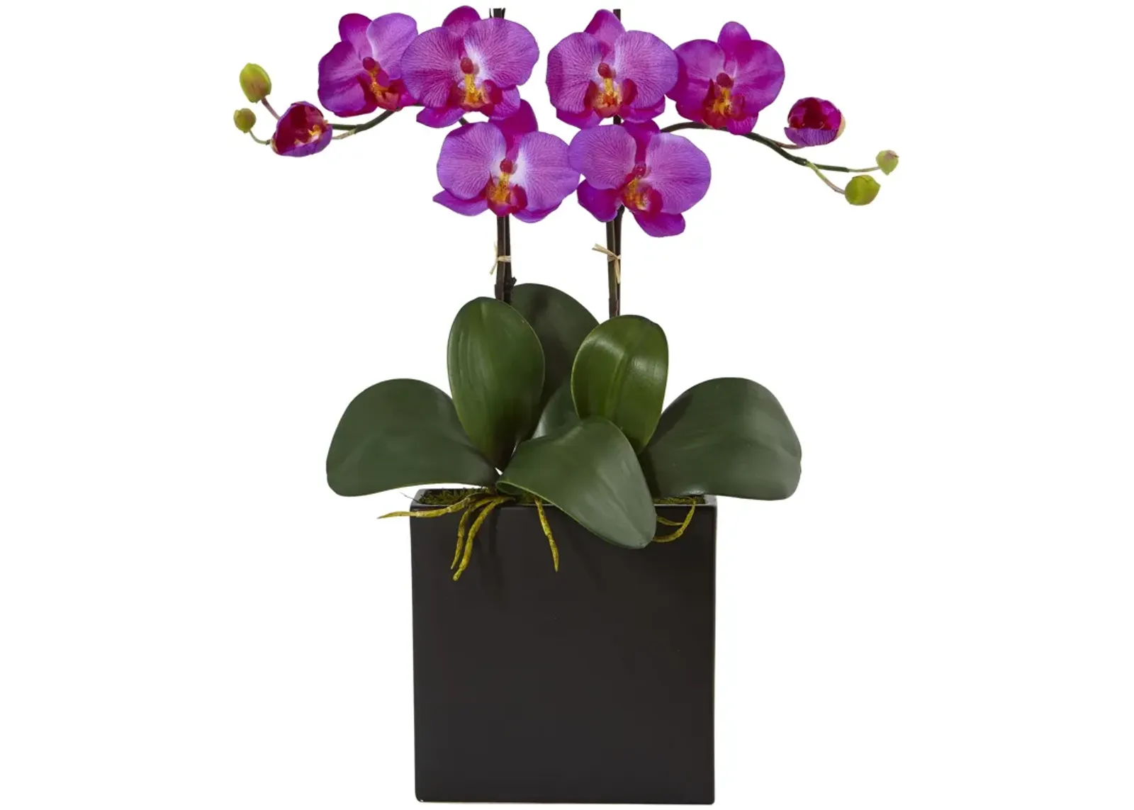 HomPlanti Double Mini Phalaenopsis in Black Vase - Orchid