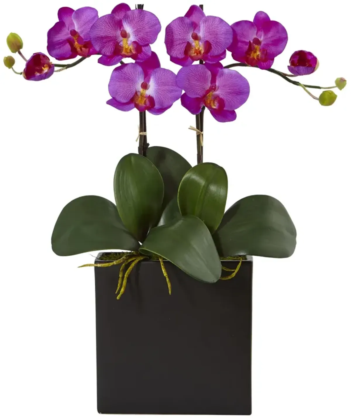 HomPlanti Double Mini Phalaenopsis in Black Vase - Orchid