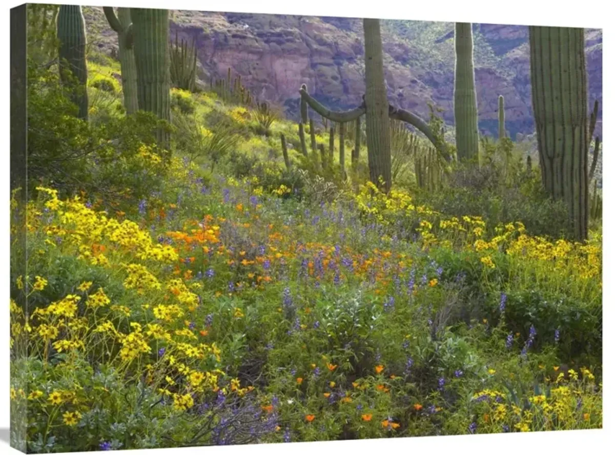 Saguaro amid flowering Lupine, Organ Pipe Cactus National Monument, Arizona-Canvas Art-32x24