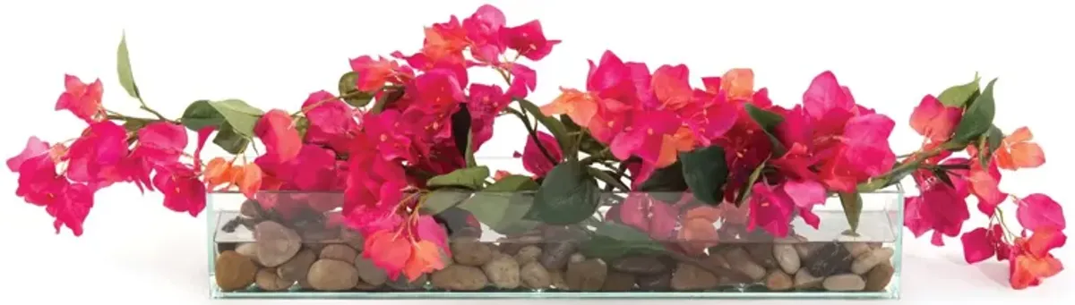 Lush Bougainvillea