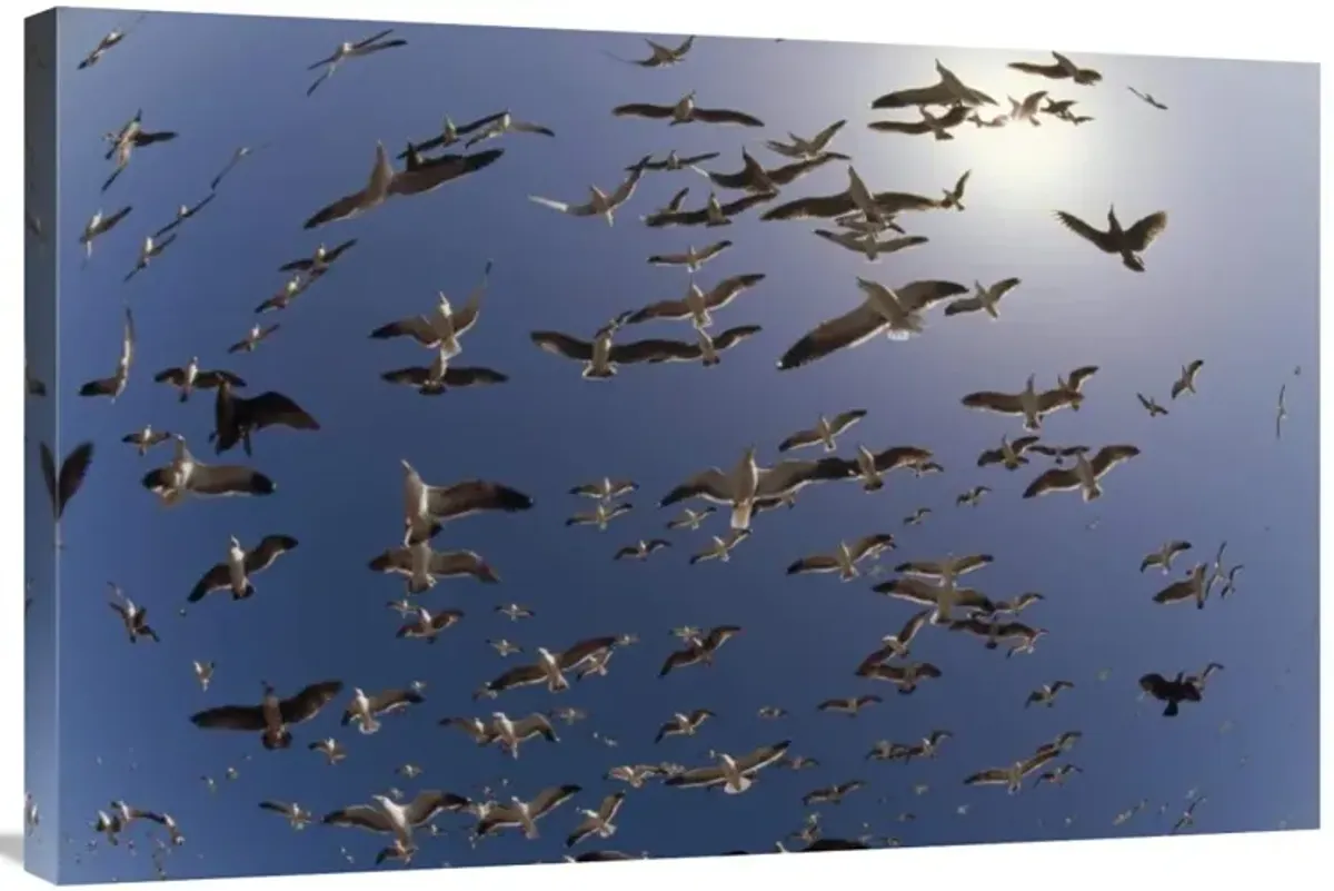 Western Gulls flying, North America-Canvas Art-36x24