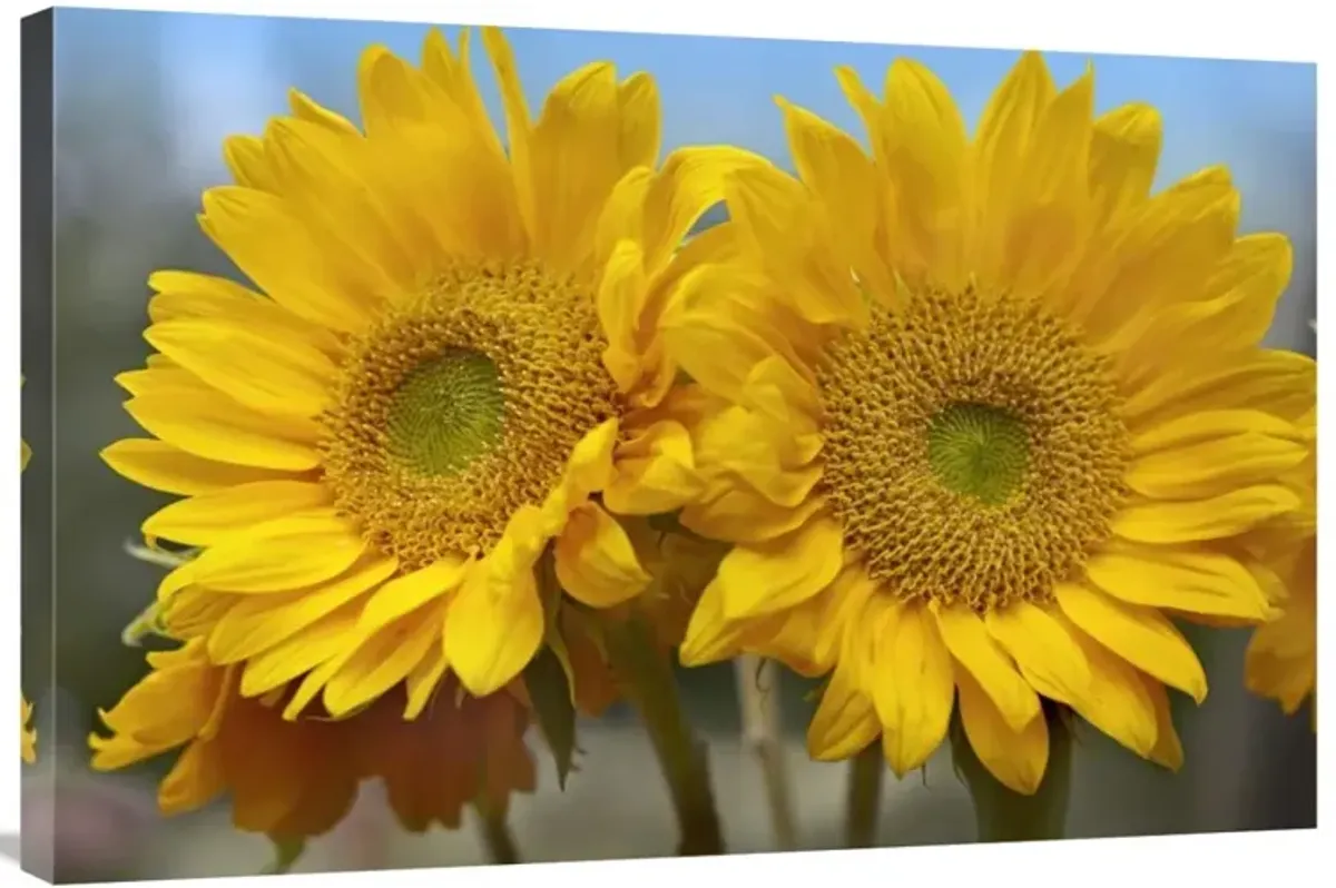 Common Sunflower flowers, North America-Canvas Art-36x24