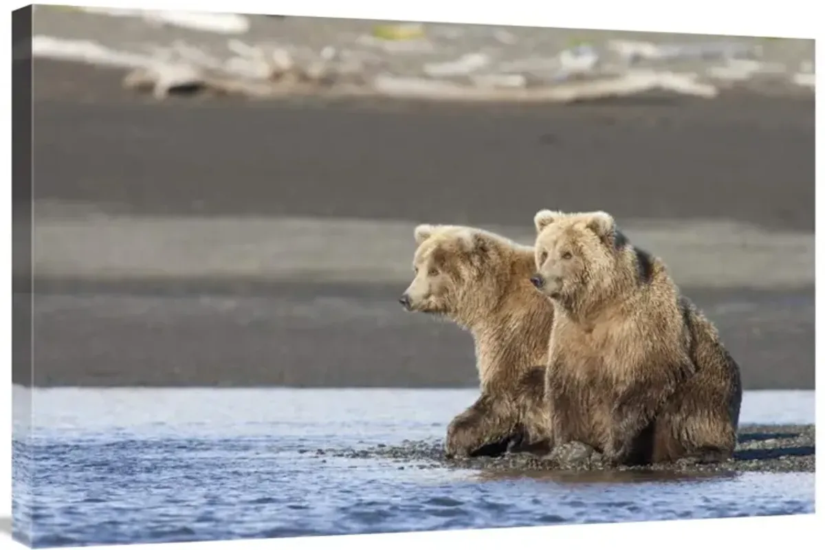 Grizzly Bear yearlings on shore, Katmai National Park, Alaska-Canvas Art-36x24