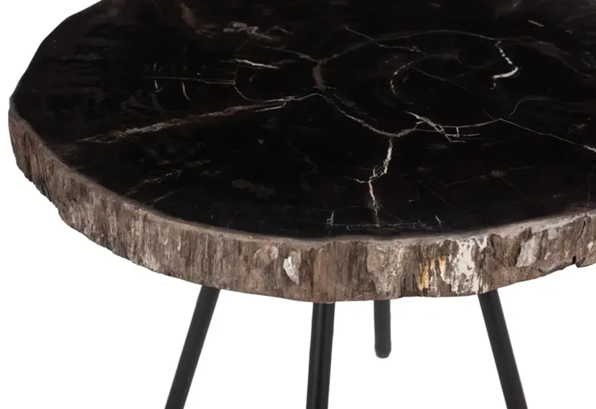 Petrified Coffee Table