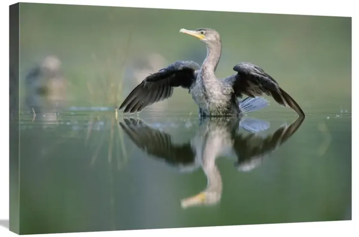 Double-crested Cormorant stretching its wings, North America-Canvas Art-30x20