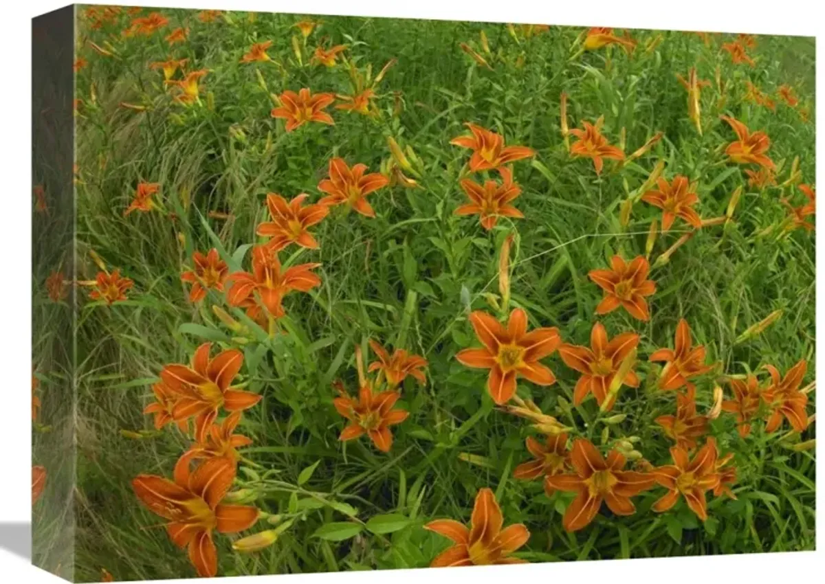 Orange Daylily growing in meadow, North America-Canvas Art-16x12