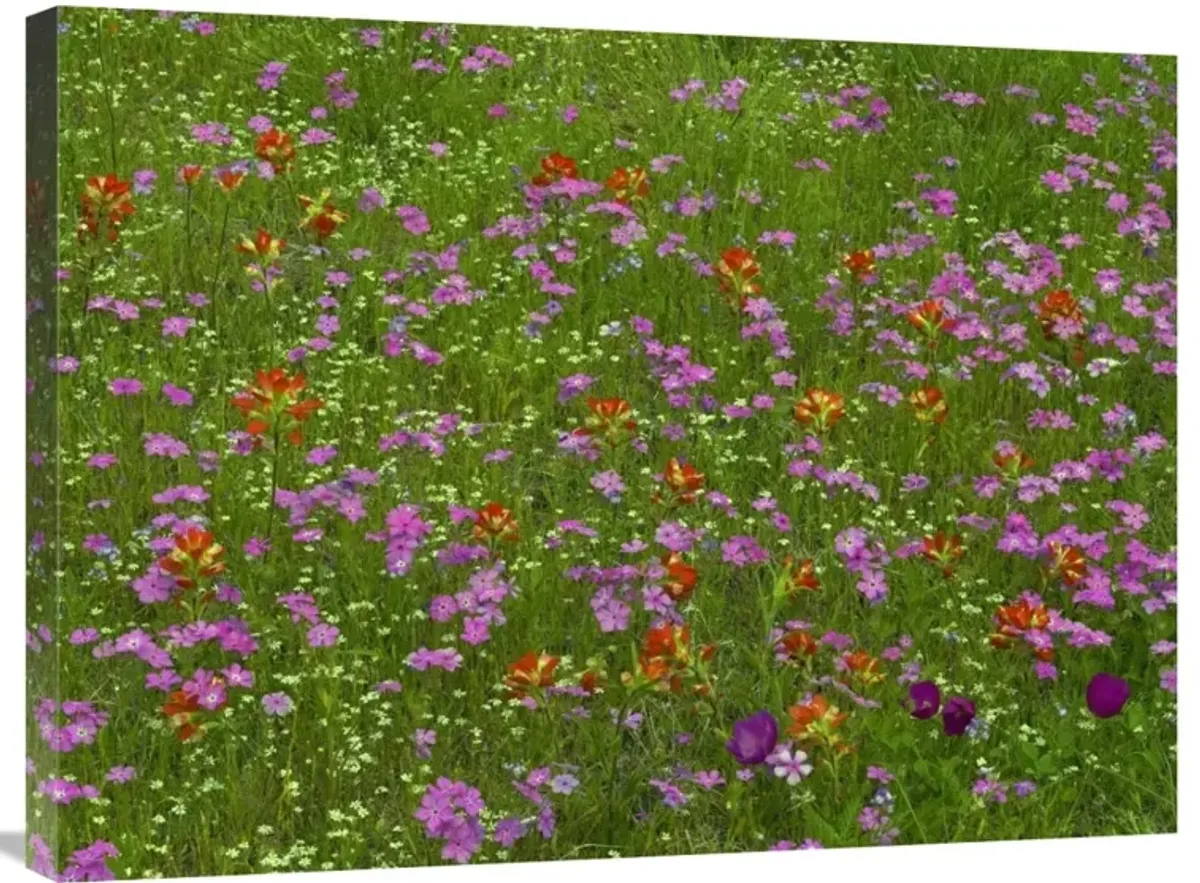 Pointed Phlox and Indian Paintbrushes in bloom, Hill Country, Texas-Canvas Art-32x24