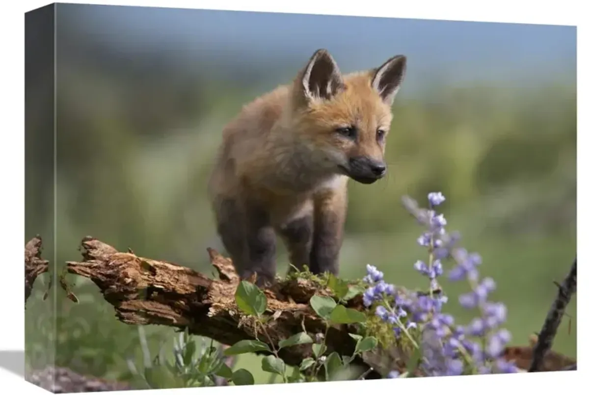 Red Fox kit climbing, North America-Canvas Art-16x12