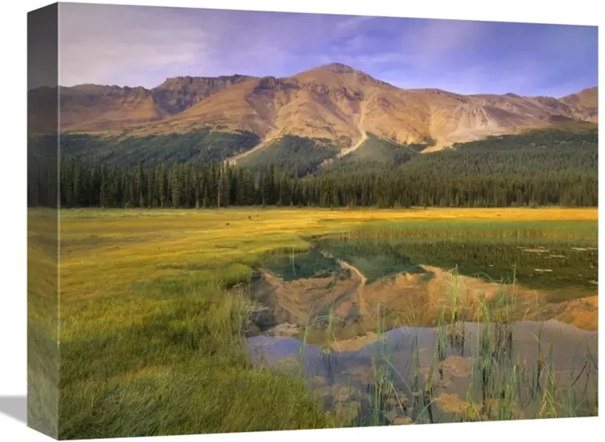 Observation Peak and coniferous forest reflected in pond, Banff National Park, Alberta-Canvas Art-16x12