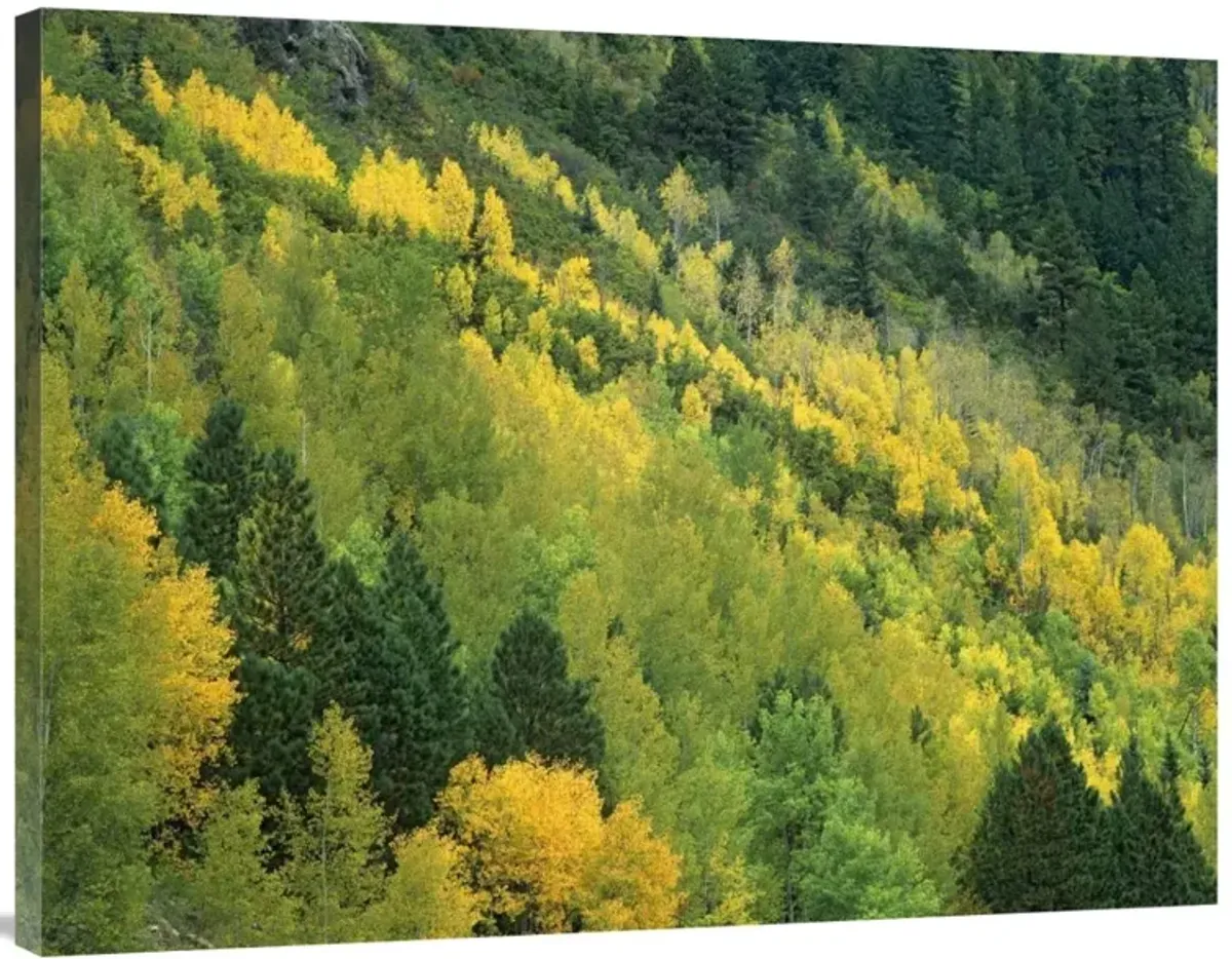 Aspen grove in fall colors, Gunnison National Forest, Colorado-Canvas Art-40x30