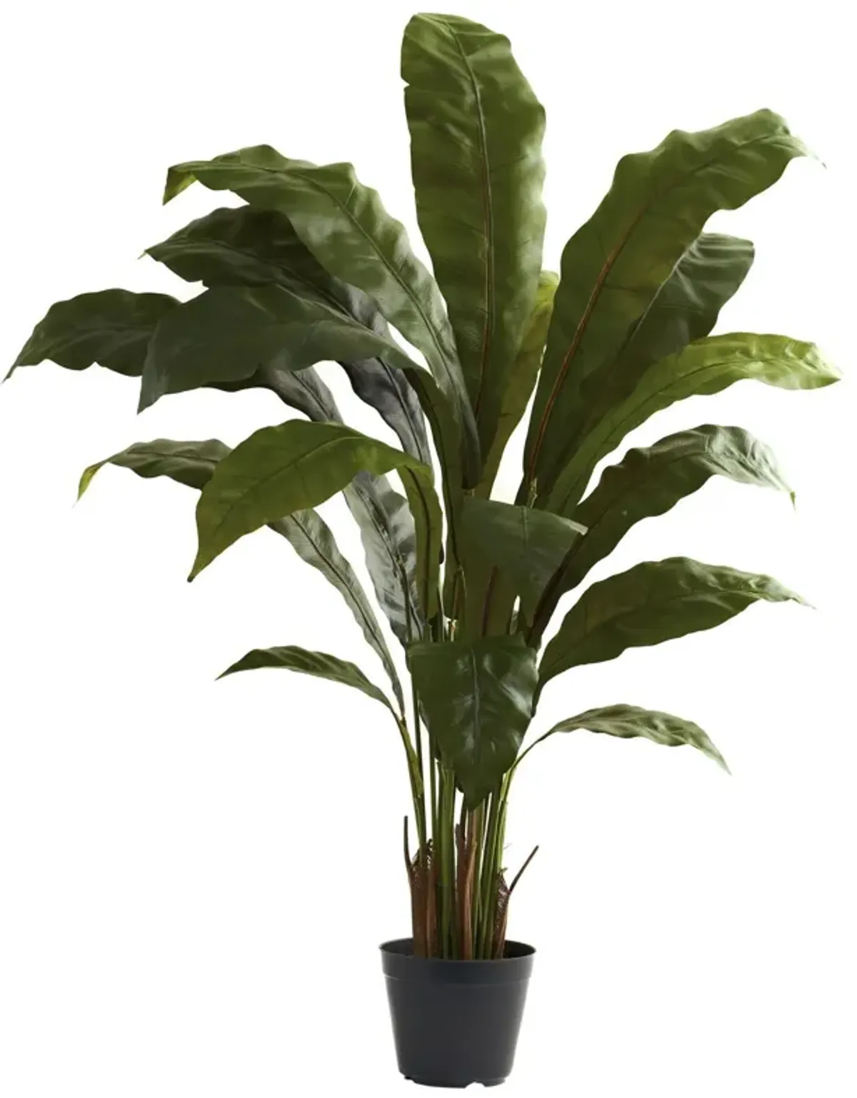Nearly Natural 3.5-in Birdsnest Plant