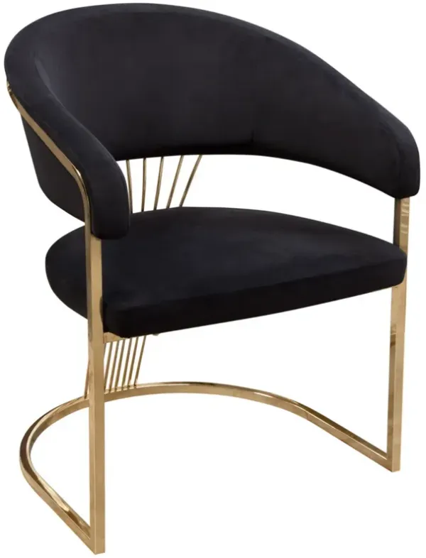 Emy 26 Inch Cantilever Barrel Dining Chair, Black Velvet Upholstery, Gold - Benzara