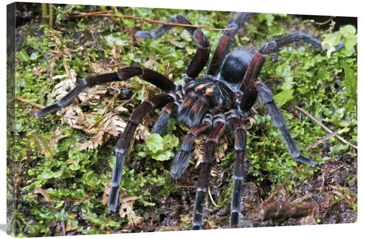 Tarantula male, Mindo, western slope of Andes, Ecuador-Canvas Art-36x24