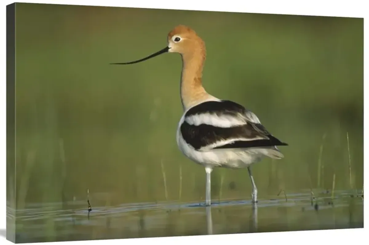 American Avocet in breeding plumage wading though shallow water, North America-Canvas Art-36x24