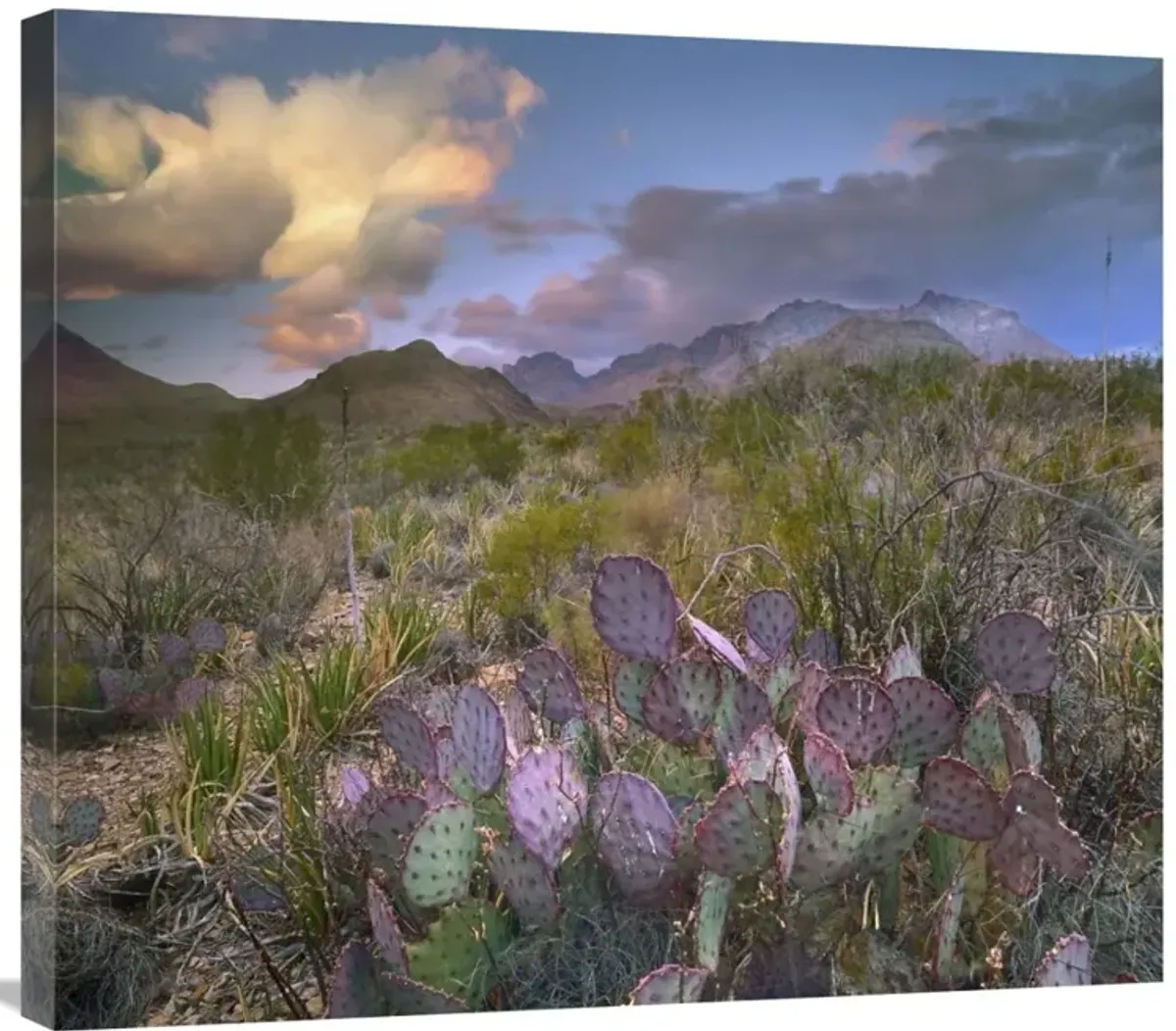 Opuntia cactus, Chisos Mountains, Big Bend National Park, Texas-Canvas Art-30x26.4
