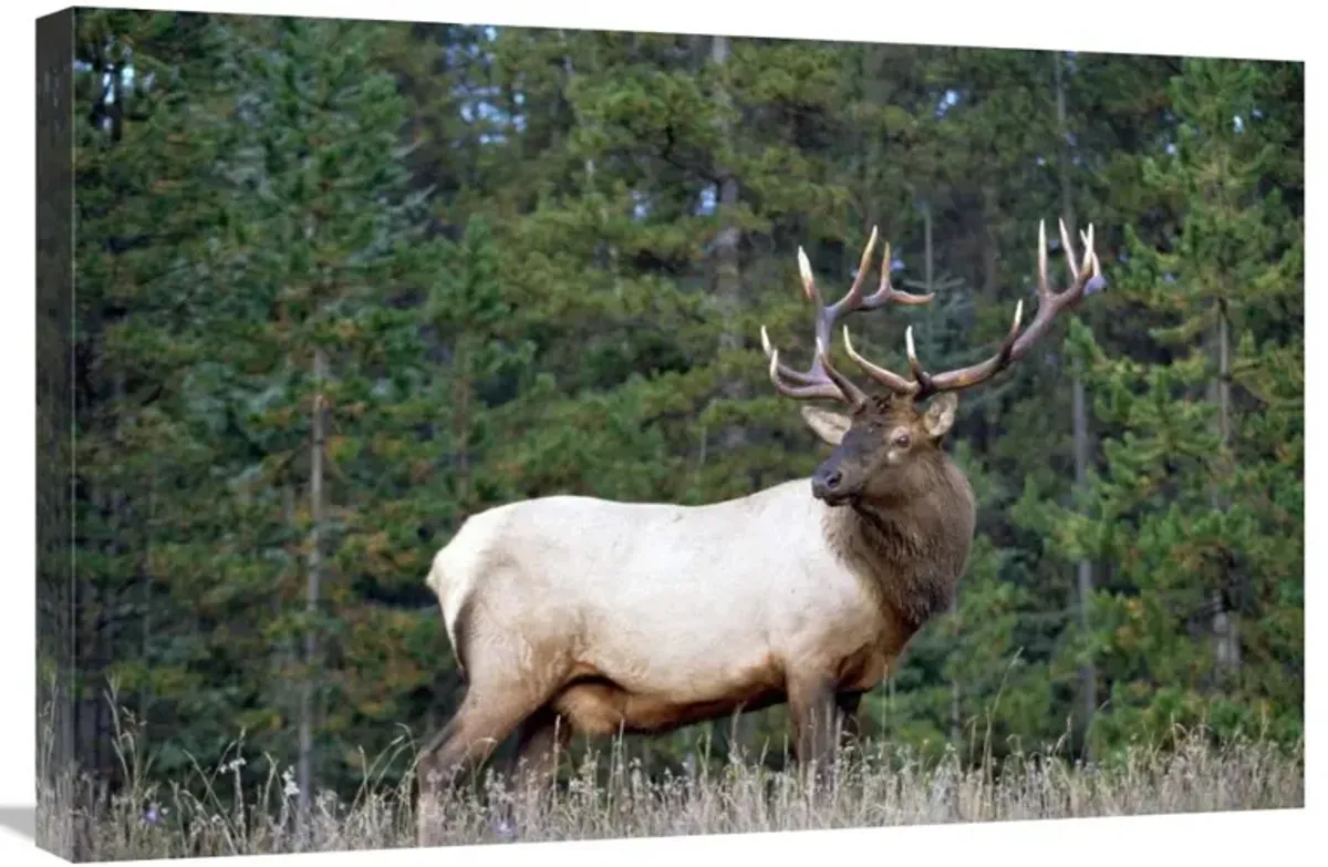 Elk or Wapiti male portrait, North America-Canvas Art-30x20