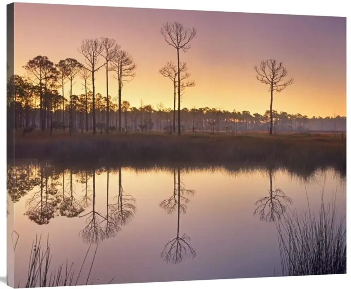 Pineland at Piney Point near Hagens Cove, Florida-Canvas Art-40x32.8
