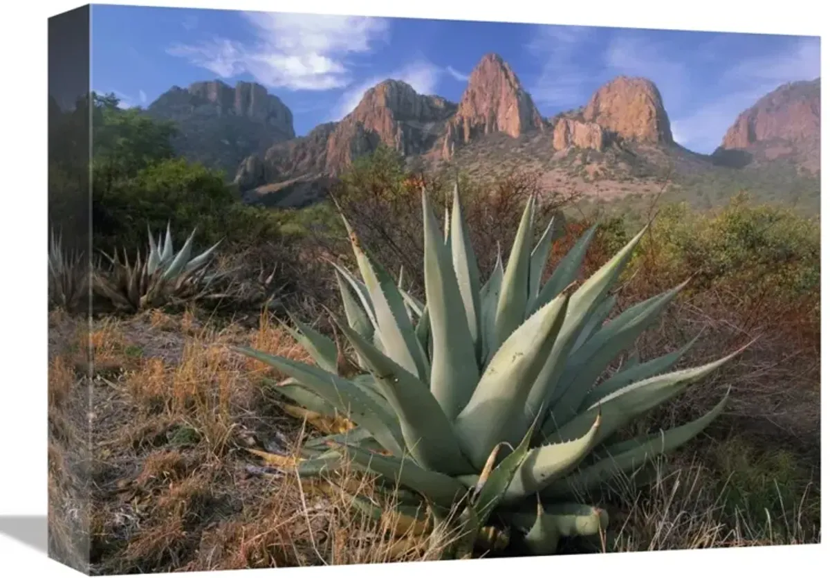 Chisos Agave and the Chisos Mountains, Big Bend National Park, Texas-Canvas Art-16x12