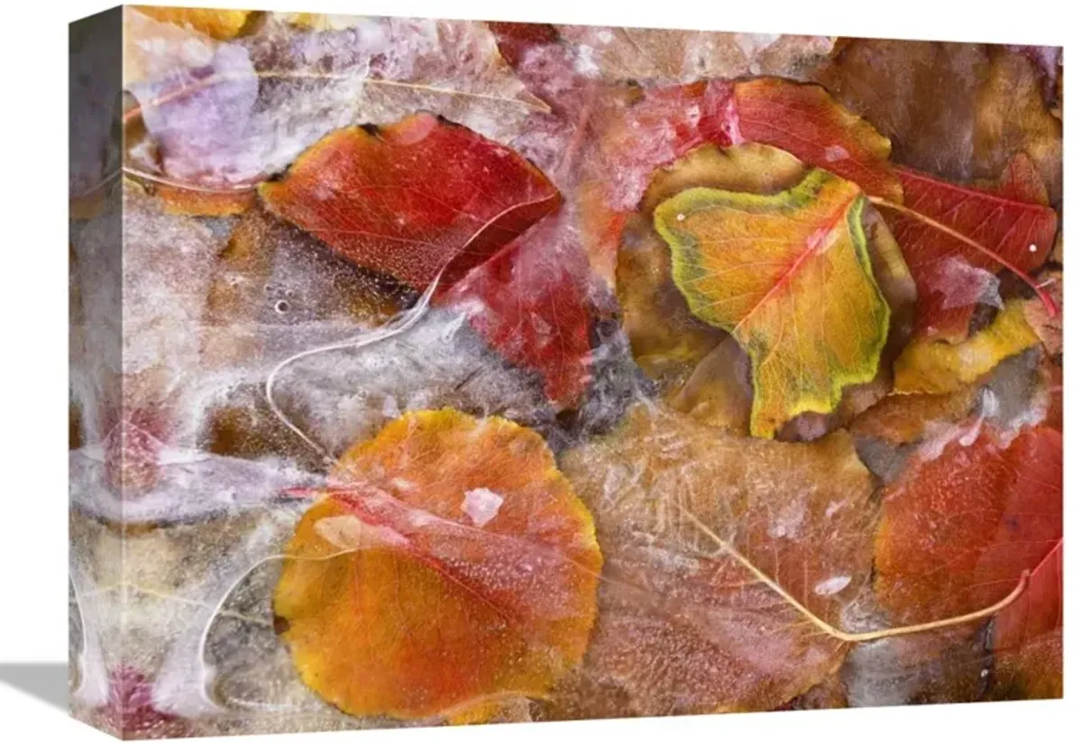 Cottonwood frozen leaves, North America-Canvas Art-16x12