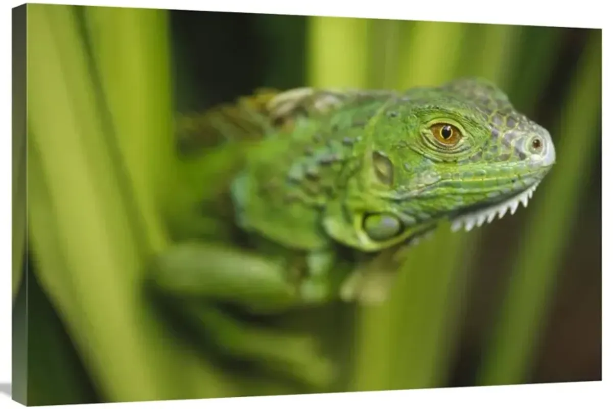 Green Iguana amid green leaves, Roatan Island, Honduras-Canvas Art-36x24