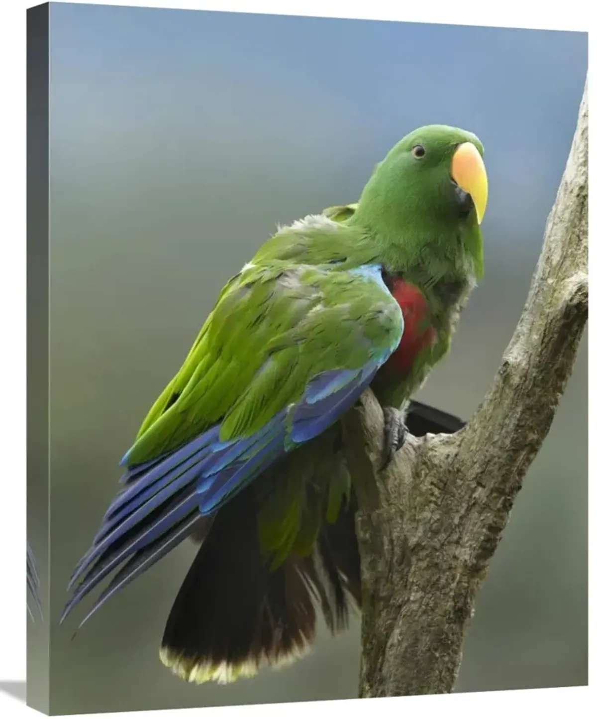 Eclectus Parrot male, Jurong Bird Park, Singapore-Canvas Art-22x28