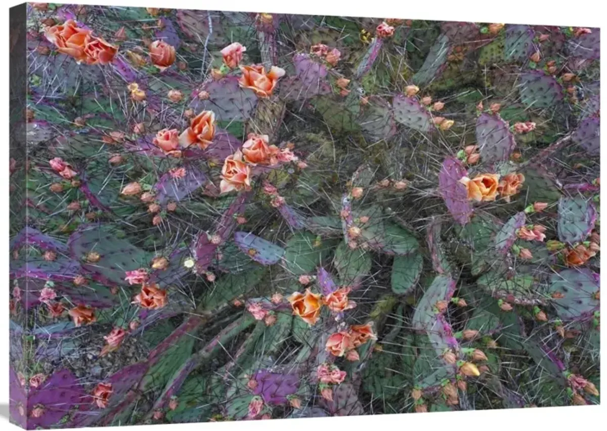 Opuntia flowering, North America-Canvas Art-30x21.3