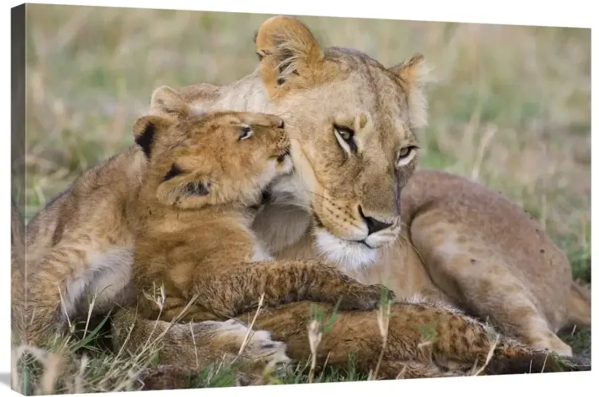 African Lion mother and young cubs, Masai Mara National Reserve, Kenya-Canvas Art-36x24
