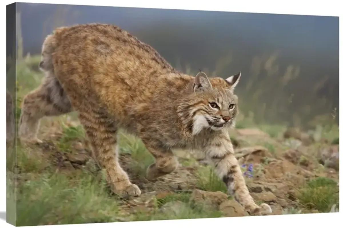 Bobcat stalking, North America-Canvas Art-30x20