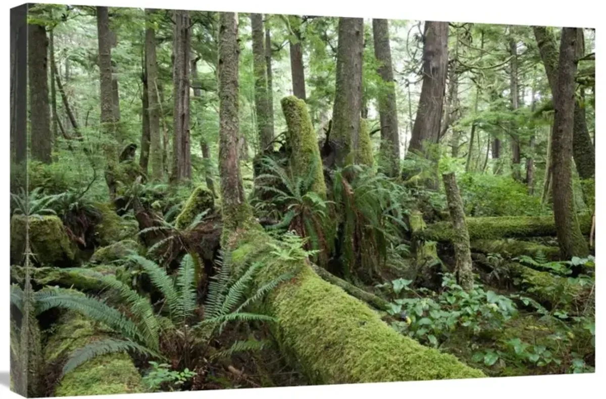 Interior of old-growth temperate rainforest, Vancouver Island, Cape Scott Provincial Park, Canada-Canvas Art-30x20