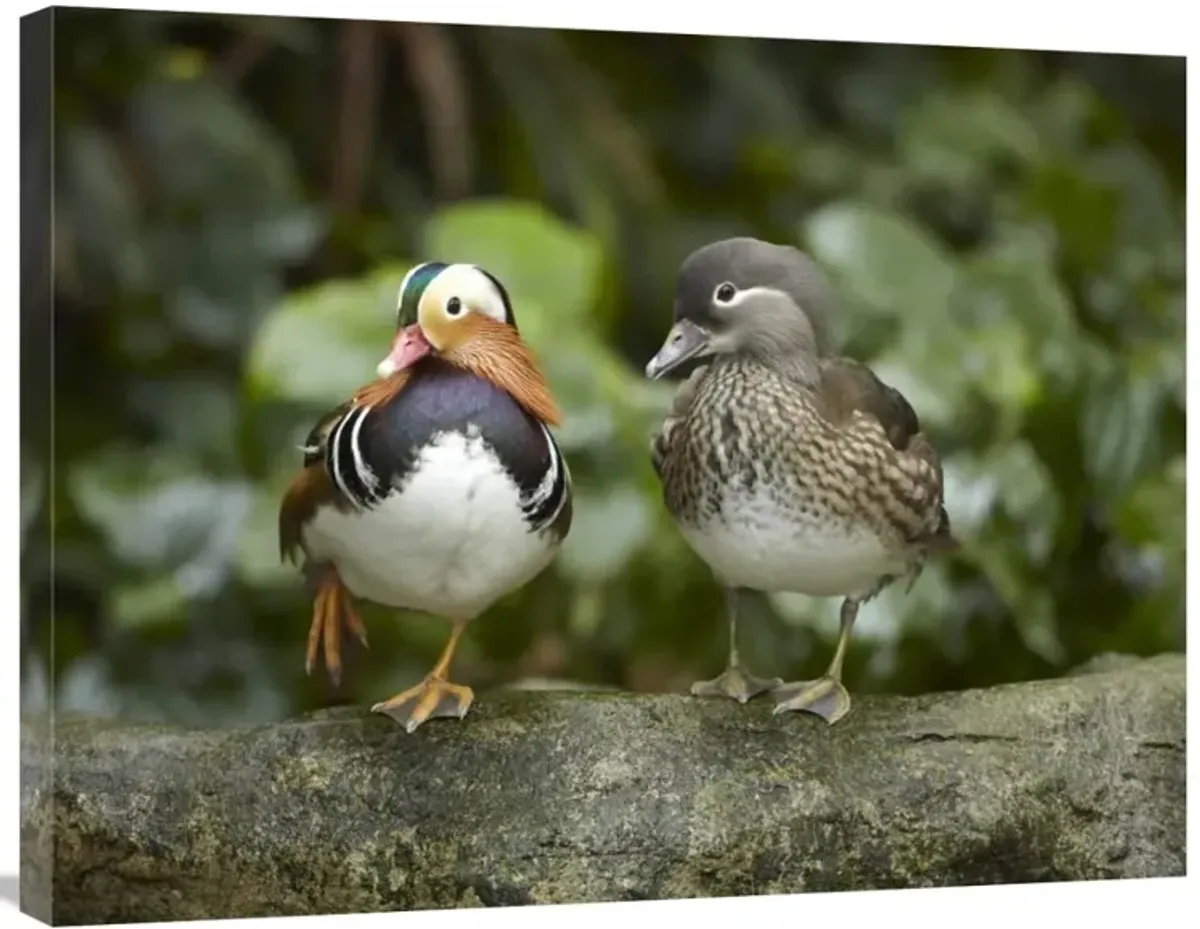 Mandarin Duck male and female, Jurong Bird Park, Singapore-Canvas Art-32x24