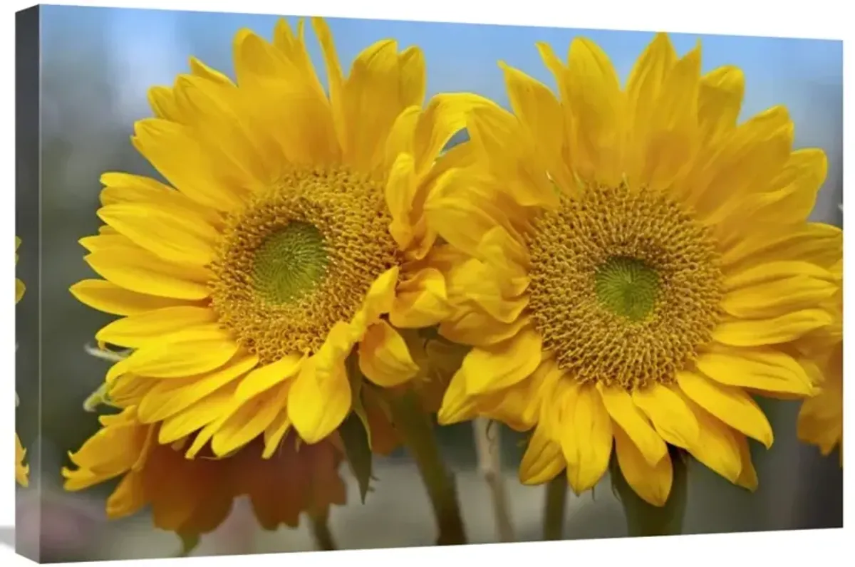 Common Sunflower flowers, North America-Canvas Art-30x20