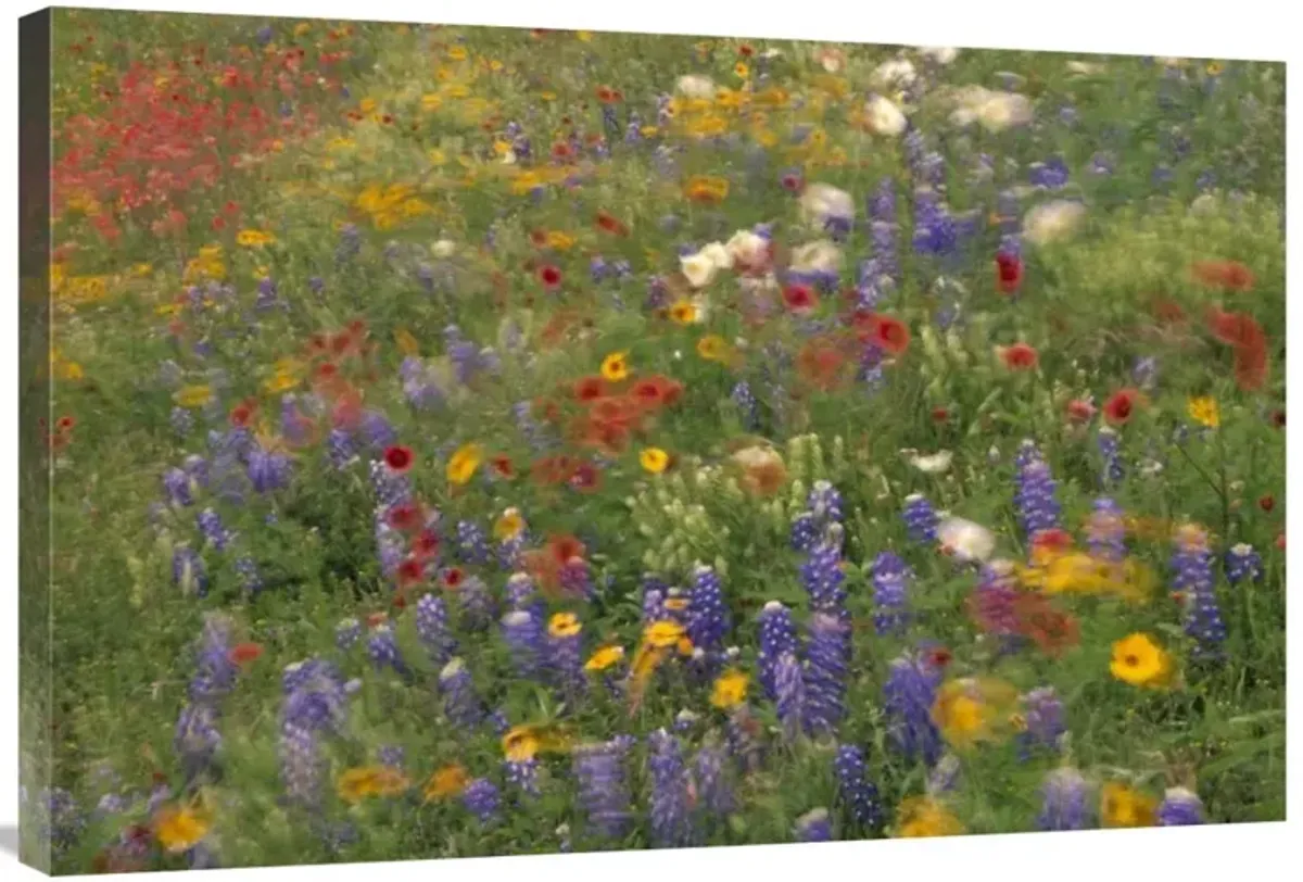 Wildflowers blowing in the wind, Hill Country, Texas-Canvas Art-36x24