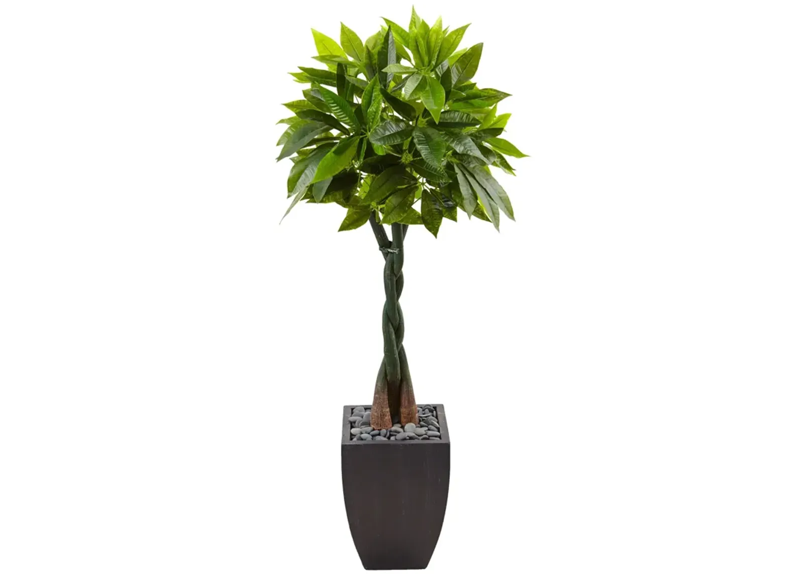 HomPlanti 5 Feet Money Tree in Black Square Planter