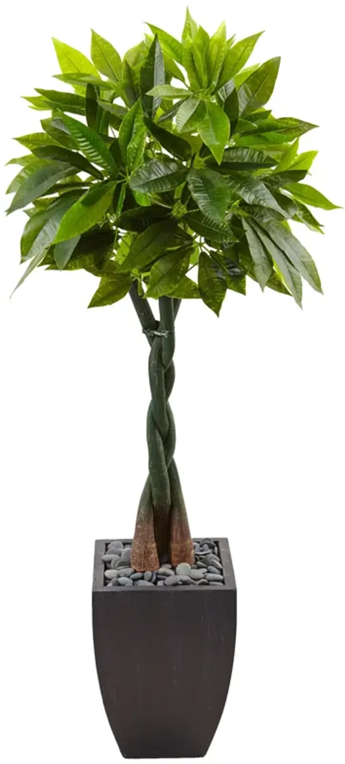 HomPlanti 5 Feet Money Tree in Black Square Planter