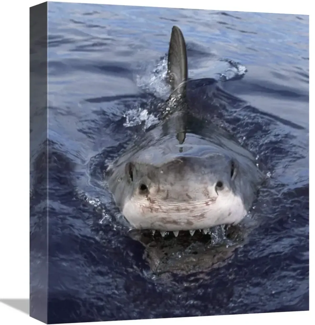 Great White Shark at surface, Cape Province, South Africa-Canvas Art-13.6x16