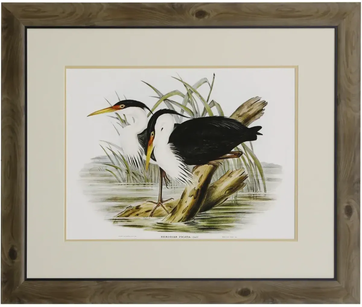 Waterbird Pairing II
