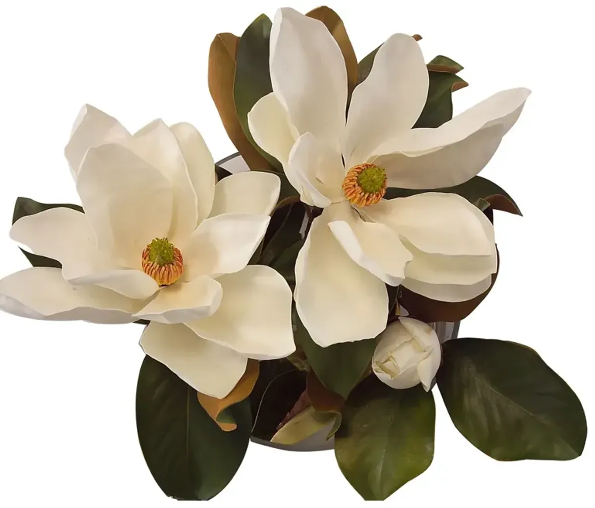 Magnolia Grandiflora