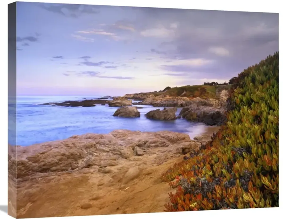 Ice Plant growing on cliffs at Bean Hollow Beach, California-Canvas Art-28x22